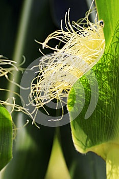 Sweetcorn Growing