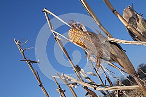 Sweetcorn maize