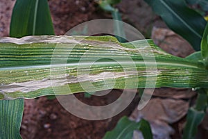 Sweetcorn and maize disease, northern leaf blight photo