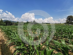 sweetcorn planting field and irrigation system