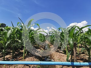 sweetcorn planting field and irrigation system