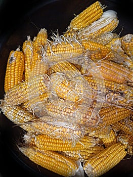 Sweetcorn and yellow maze germination