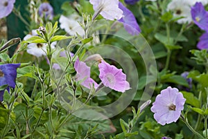 The sweetest petunias from the parent yard