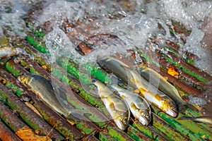 Sweetfish caught by Yana fishing.Ayu fish caught by Yana fishing.Kinugawa Tochigi JAPAN