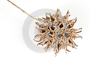 Sweetgum fruit #2