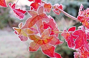 Sweetgum hoarfrost