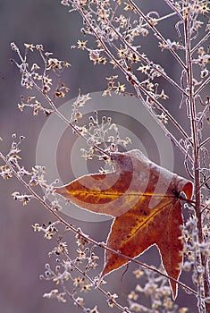 Sweetgum leaf with frost