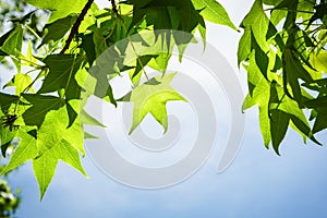 Sweetgum Leaves on Branch against Blue Sky