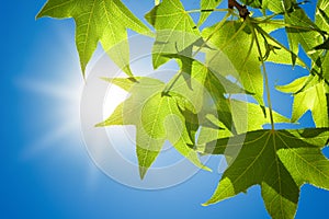 Sweetgum Leaves on Branch against Blue Sky