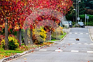Sweetgum, liquidambar tree or copalm balsam with fall foliage and seeds, altingiaceae photo