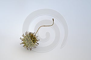 Sweetgum tree seed pod