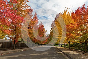 Sweetgum Trees Foliage Lined Street during Fall Season photo