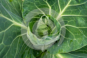 Sweetheart cabbage plant growing in garden