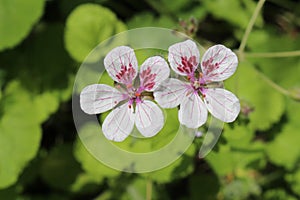 Sweetheart flower - Erodium Pelargoniflorum