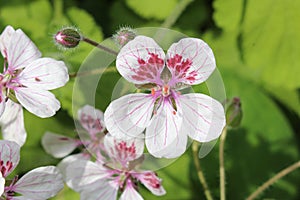 Sweetheart flower - Erodium Pelargoniflorum