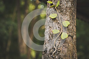 Sweetheart Hoya plant on tree