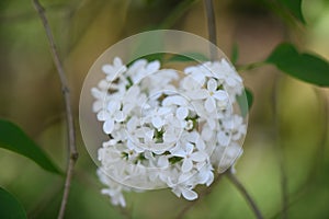 Sweetheart Lilac Syringa x hyacinthiflora Schneeweisschen white inflorescence