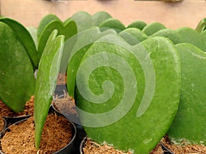 Sweetheart Plant in the pot. Hoya kerrii plant