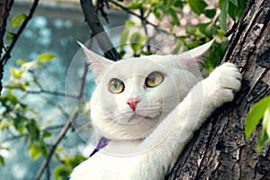 Sweetheart white fluffy cat climbs the tree in the spring