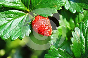 Sweetie variety of strawberry fruit plant & bush