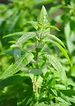 Sweetleaf (Stevia rebaudiana) photo