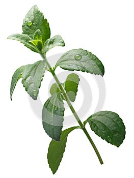 Sweetleaf, sugar leaf or Stevia rebaudiana, paths