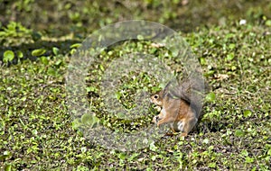 Sweetly pretty squirrel