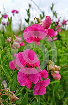 Sweetpea flowers pink wild rose