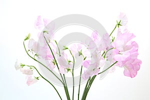 Sweetpea in a white background