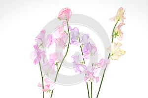 Sweetpea in a white background