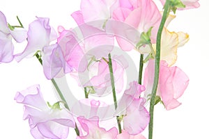 Sweetpea in a white background