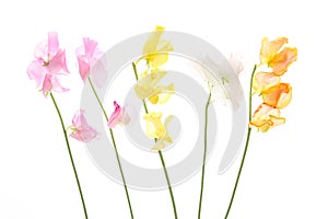 Sweetpea in a white background