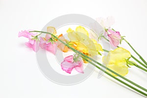 Sweetpea in a white background