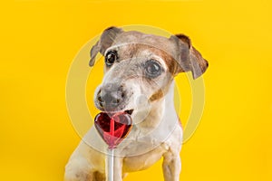 Sweets eating funny dog on bright yellow background. Hert shaped red candy lollipop. sweet tooth pet