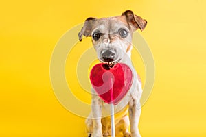 Dulces comer ridículo el perro sobre el claro. conformado dulce chupete 