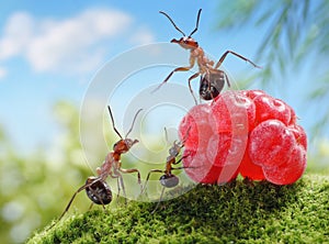 Sweets are unhealthy for children! ant tales