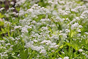 Sweetscented bedstraw or Galium odoratum