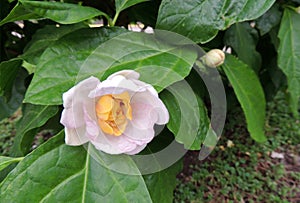 Sweetshrub or Chinese Calicanthus during flowering