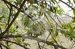 Sweetsop Annoma Squamosa