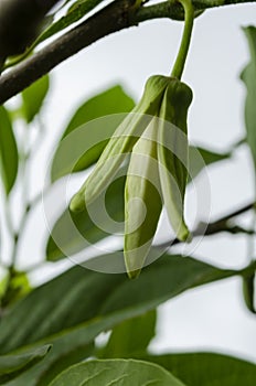 Sweetsop Blossom Closeup