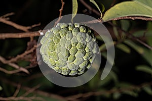 Sweetsop Green Fruit