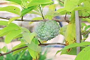 Sweetsop, Sugar Apple In A Tree