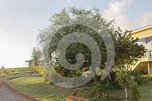 Sweetsop Tree In Forefront Of Coolie Plum Tree photo