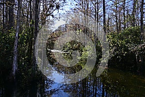 Sweetwater Strand in Big Cypress National Preserve, Florida.