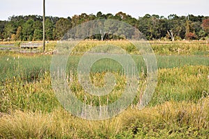 Sweetwater Wetlands Park Gainesville Florida