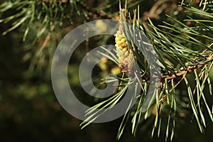 Swelled buds on pine tree. Closeup. Sunny day