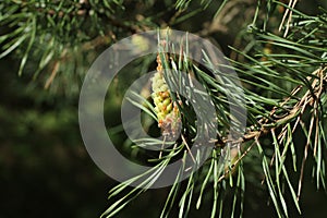 Swelled buds on pine tree. Closeup. Sunny day