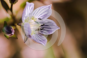 Swertia striata Coll, Gentianaceae White flowers blooming in nature