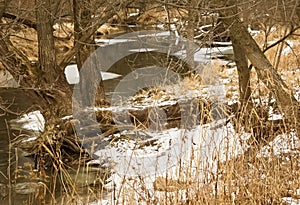 Swerving River Eroding Soil Around Trees