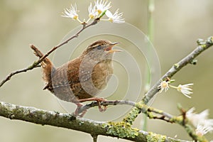 A swet singing Wren perched on a blackthorn tree in blossom.